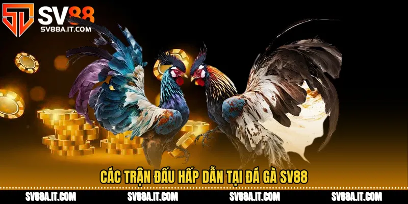 Các trận đấu hấp dẫn tại Đá gà SV88